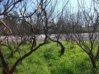 cantara Calatabiano18032012 015